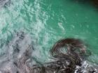 thumbs/NZ_Riki_1673.jpg