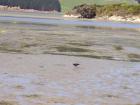 thumbs/NZ_Riki_1704.jpg