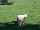thumbs/NZ_Riki_1733.jpg