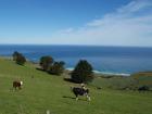 thumbs/NZ_Riki_1738.jpg