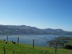 thumbs/NZ_Riki_1740.jpg