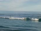 thumbs/NZ_Riki_1753.jpg