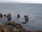 thumbs/NZ_Riki_1778.jpg