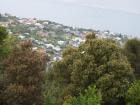 thumbs/NZ_Riki_1797.jpg