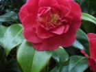 thumbs/NZ_Riki_1826.jpg