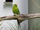 thumbs/NZ_Riki_1831.jpg