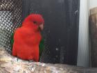 thumbs/NZ_Riki_1835.jpg