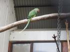 thumbs/NZ_Riki_1837.jpg