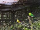 thumbs/NZ_Riki_1839.jpg