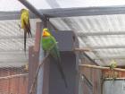 thumbs/NZ_Riki_1841.jpg