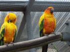 thumbs/NZ_Riki_1842.jpg