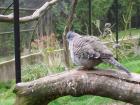 thumbs/NZ_Riki_1845.jpg