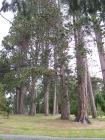 thumbs/NZ_Riki_1846.jpg