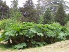 thumbs/NZ_Riki_1848.jpg