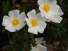 thumbs/NZ_Riki_1851.jpg