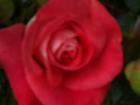 thumbs/NZ_Riki_1852.jpg
