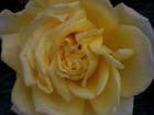 thumbs/NZ_Riki_1853.jpg