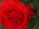 thumbs/NZ_Riki_1854.jpg