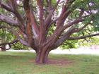 thumbs/NZ_Riki_1855.jpg