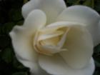 thumbs/NZ_Riki_1862.jpg