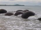 thumbs/NZ_Riki_2176.jpg