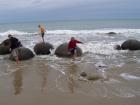 thumbs/NZ_Riki_2182.jpg