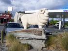 thumbs/NZ_Riki_2241.jpg