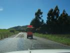 thumbs/NZ_Riki_2418.jpg