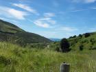 thumbs/NZ_Riki_2434.jpg