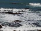 thumbs/NZ_Riki_2439.jpg