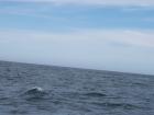 thumbs/NZ_Riki_2448.jpg