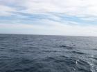 thumbs/NZ_Riki_2451.jpg