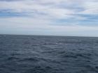 thumbs/NZ_Riki_2452.jpg