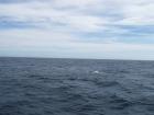 thumbs/NZ_Riki_2453.jpg