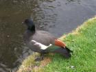 thumbs/NZ_Riki_2487.jpg