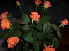 thumbs/NZ_Riki_2613.jpg