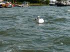 thumbs/20150822T141144_Amsterdam_Sail_2015.jpg
