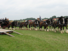 thumbs/OldTimerdag_Tilligte_2008_064.png