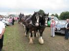 thumbs/Tilligte_20100801_215.jpg