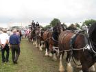 thumbs/Tilligte_20100801_216.jpg