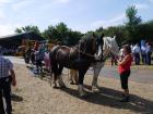 thumbs/20140803T113554_Tilligte.jpg.jpg